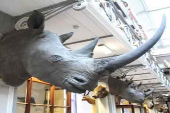 Rhino horns stolen from Irish museum 