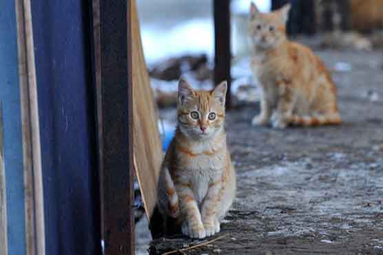 Sochi under fire after authorities planned to kill stray dogs, cats 