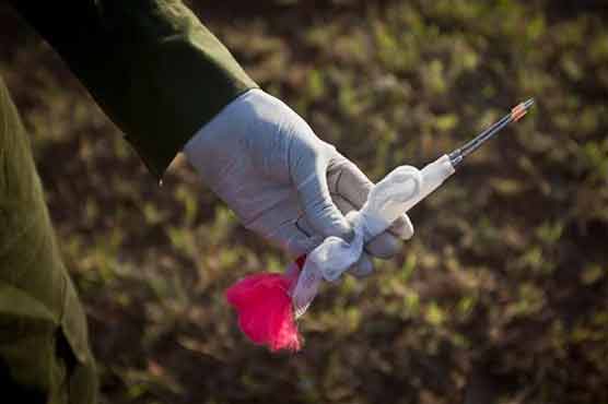 Tanzanians see official hand in elephant poaching