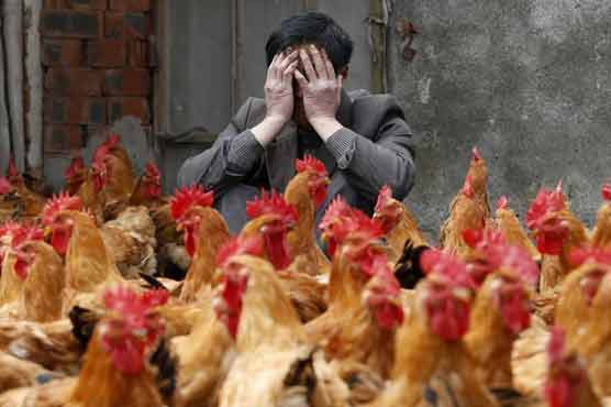 Another bird flu death in China as number of infected grows to 95