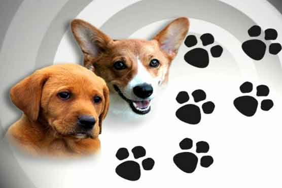 Therapy dogs help Mont. students with test stress