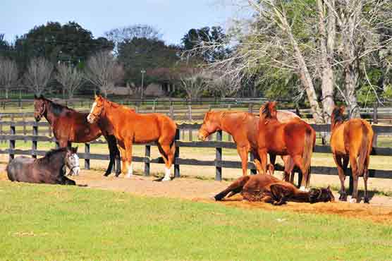 Are horses 'lazy' or just bored, ask scientists 