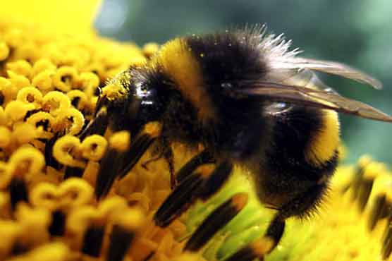 Bees: Nature’s little helpers under threat