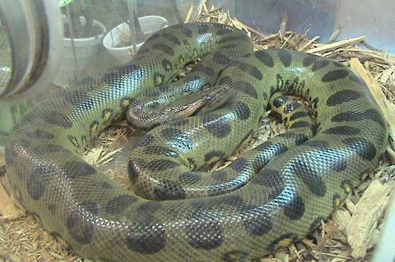 Escaped python kills 2 boys in Canada