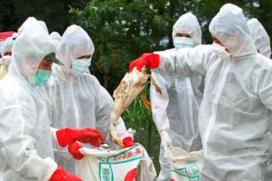 Scientists plan controversial lab-made bird flu