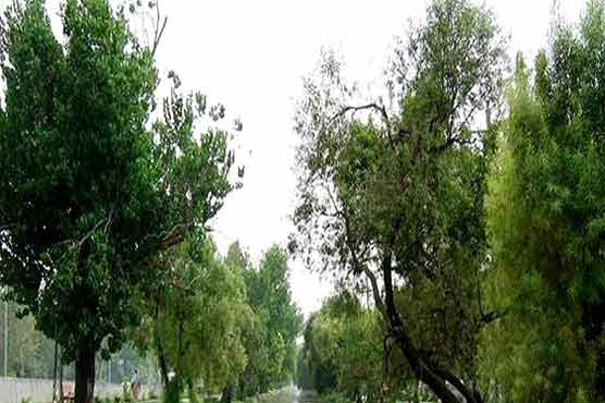 11m saplings to be planted during monsoon 