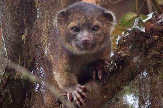 Olinguito: 'Overlooked' mammal carnivore is major discovery