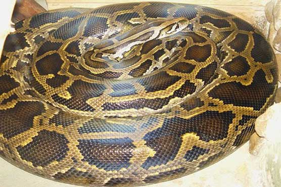 40 distressed pythons rescued from motel room
