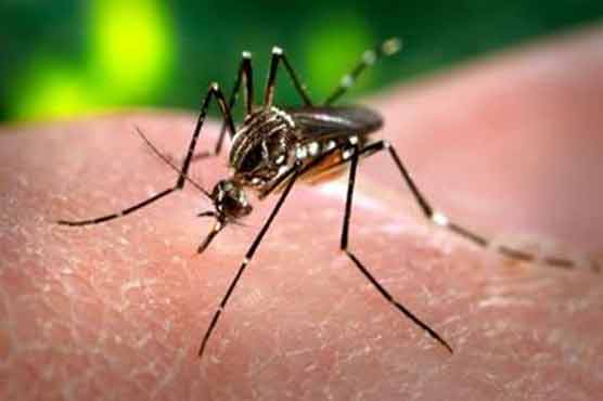 Anti-Dengue Day observed in Punjab 
