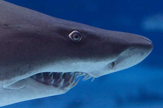 German woman who lost arm to shark in Hawaii dies