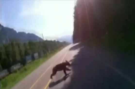 Motorcyclist crashes into black bear in Canada