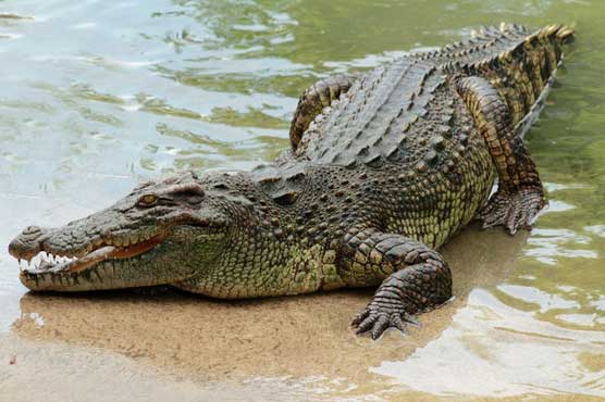 Big crocodile takes swimmer in Australian river
