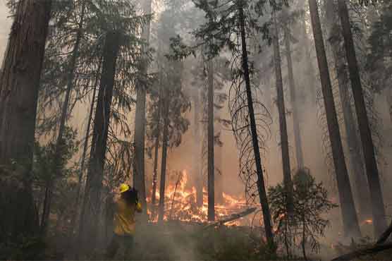 Squelching Sierra fires left forest ready to burn