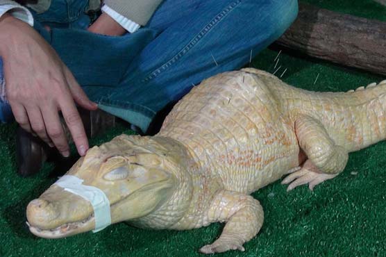 Acupuncture helps ailing alligator in Brazil