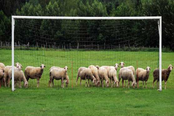 Kazakh club warned by UEFA over sheep slaughter 