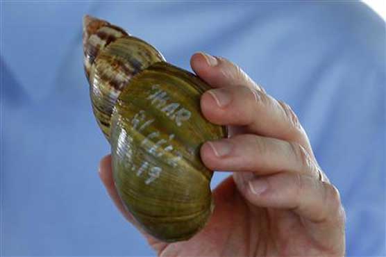 Florida to call on Labrador retrievers to stem Giant Snail invasion 