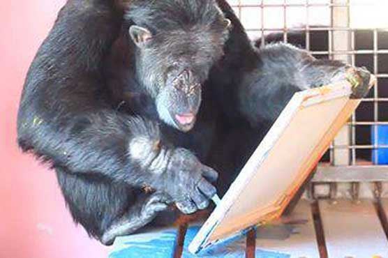 US chimpanzee wins 1st prize in art contest