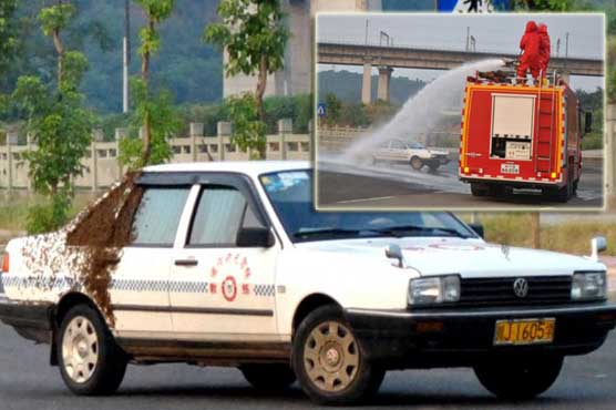 Passengers trapped in car by swarm of bees 