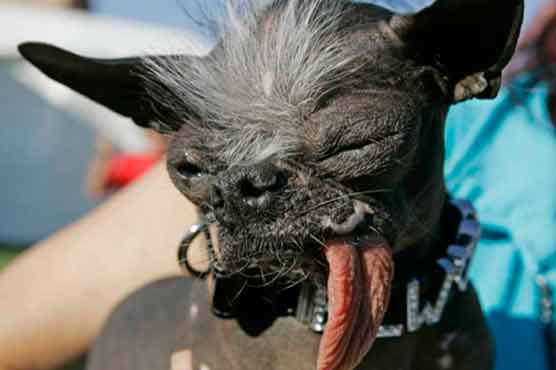 World's ugliest dog dies in New Jersey