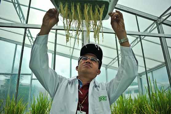 Scientists discover wonder rice gene