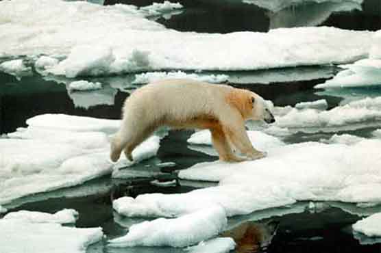 Arctic development ' a new menace to polar bear'