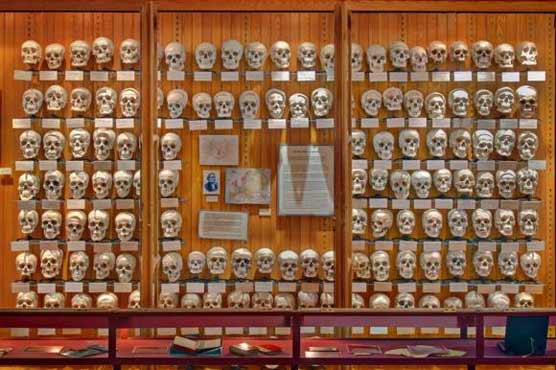 Gruesome gift that keeps on giving: $200 to sponsor museum skulls