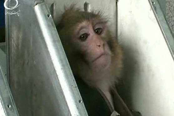 Iran sends second monkey into space