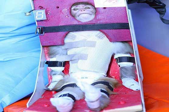 Iran sends second monkey into space