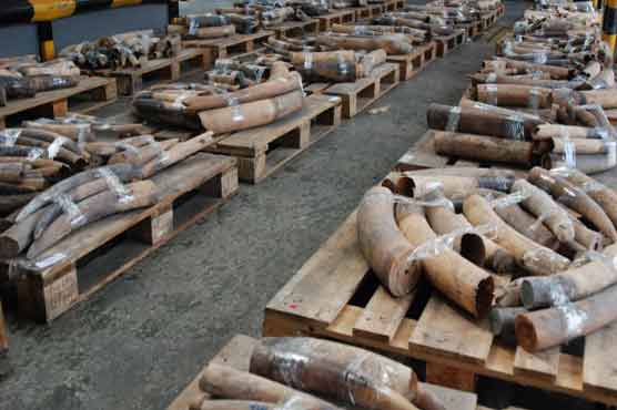 Zambia arrests two with ivory from around 16 elephants