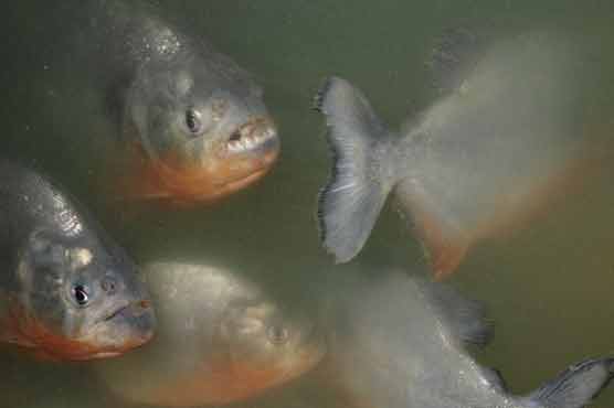 Biting fish injure more than 70 bathers in Argentina