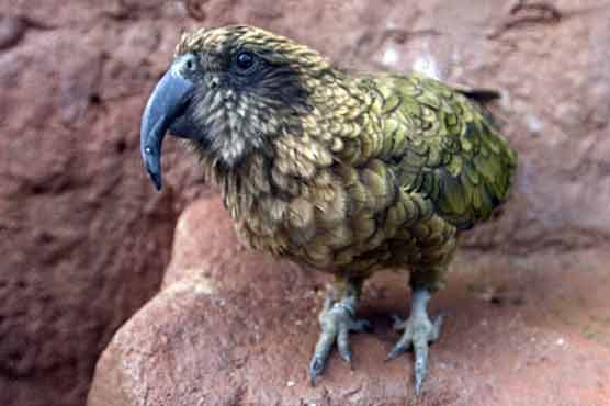 Parrot steals Scottish tourist's money in New Zealand