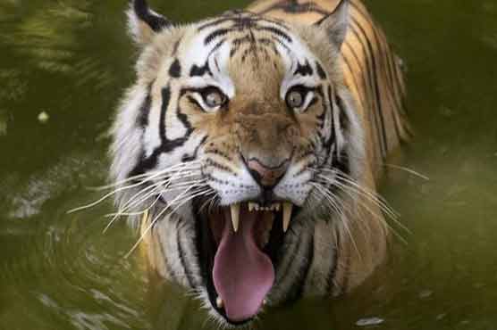 Nepal launches tiger census 