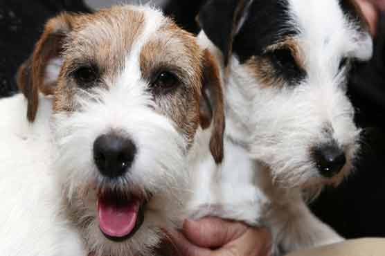 All dogs in England to be fitted with microchips by 2016