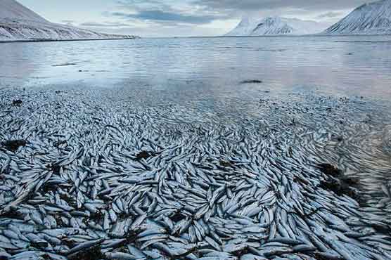 Iceland investigates mass herring deaths