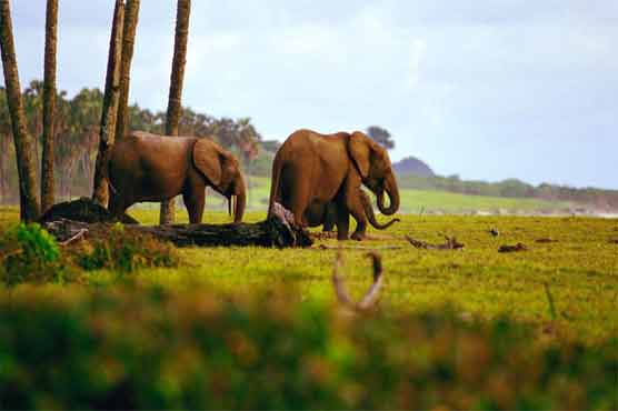 More than half of Gabon elephants killed since 2004