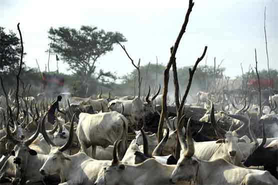 Millions of cows at death risk on Sudan border