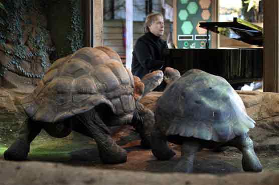 Pianist's music fails to put tortoises in the mood