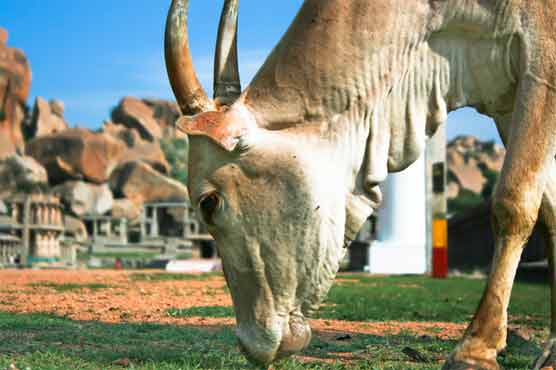 Indian court orders rapist to feed cows for 6 months 