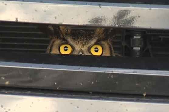 US driver finds owl stuck in car grille
