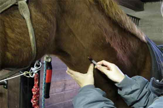 Horse drug may have entered human food