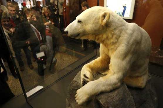Berlin's beloved polar bear Knut returns on show