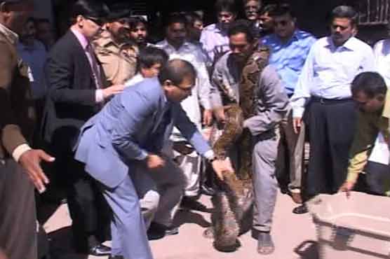 کراچی:غیر قانونی طور پر لائے گئے اژدھے چڑیا گھر کے حوالے