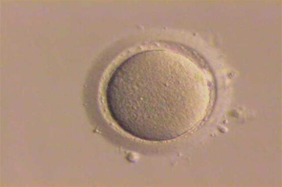 IVF does not increase cancer risk: study