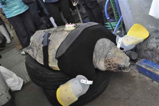 Turtle gets prosthetic flippers