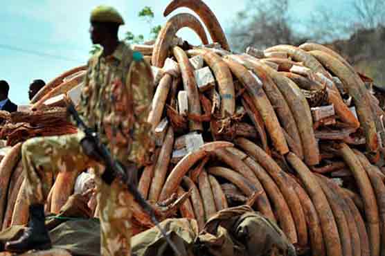 Wildlife group seeks ban on illegal ivory trade