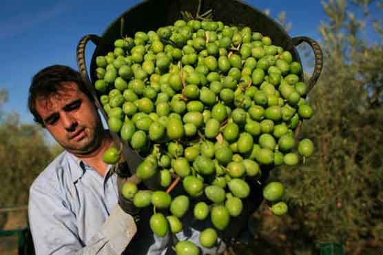 Mediterranean diet can ward off heart disease: study