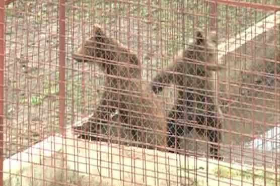 Lions, bears removed from gangster's property