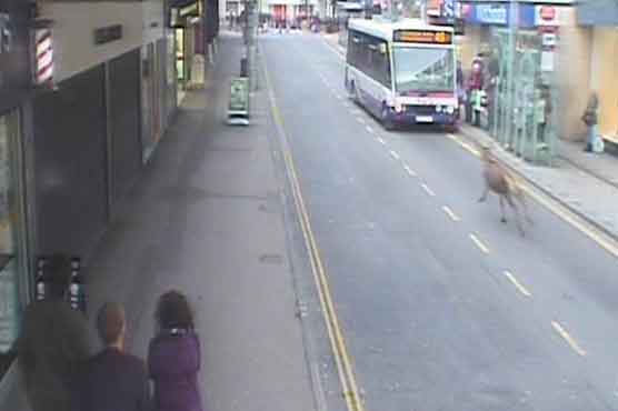 Wild deer injures shopper 