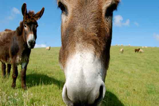 Brazil judge urges fine for donkey riding mayor 