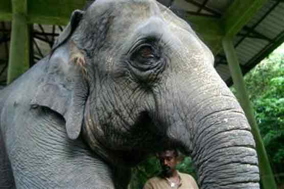 People protest for rights of ailing Zoo elephants 